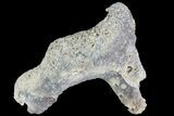 Agatized Fossil Coral Geode - Florida #82817-2
